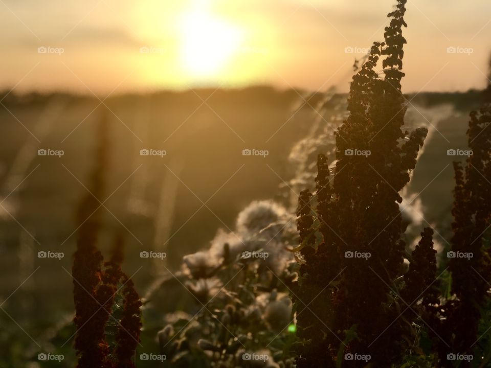 Sunset on the edge of the field over the trees where I stand focusing on the weeds in front of me 