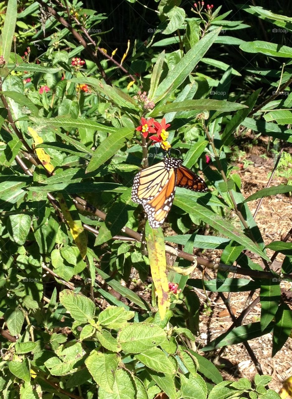 Monarch butterfly 