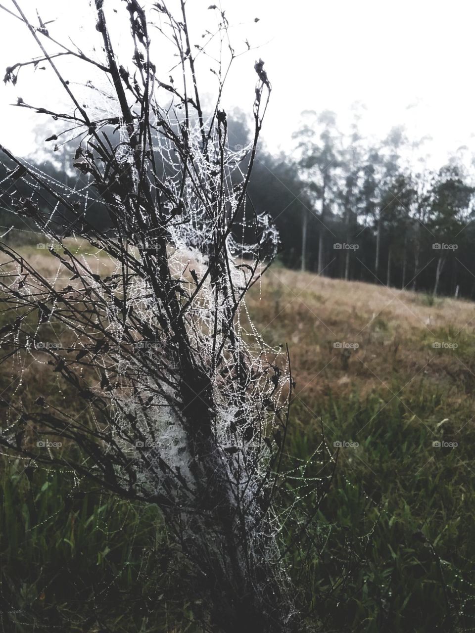 Teias de aranha matinais.