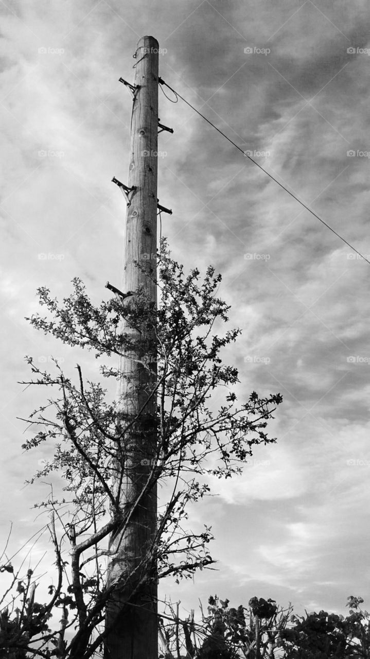 telephone pole. telephone pole in black and white 
