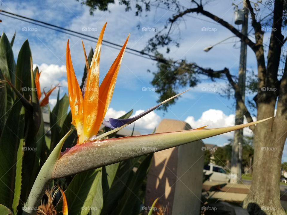 Blooming bird of paradise flower