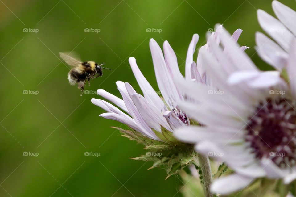 bumblebee flying to the flower