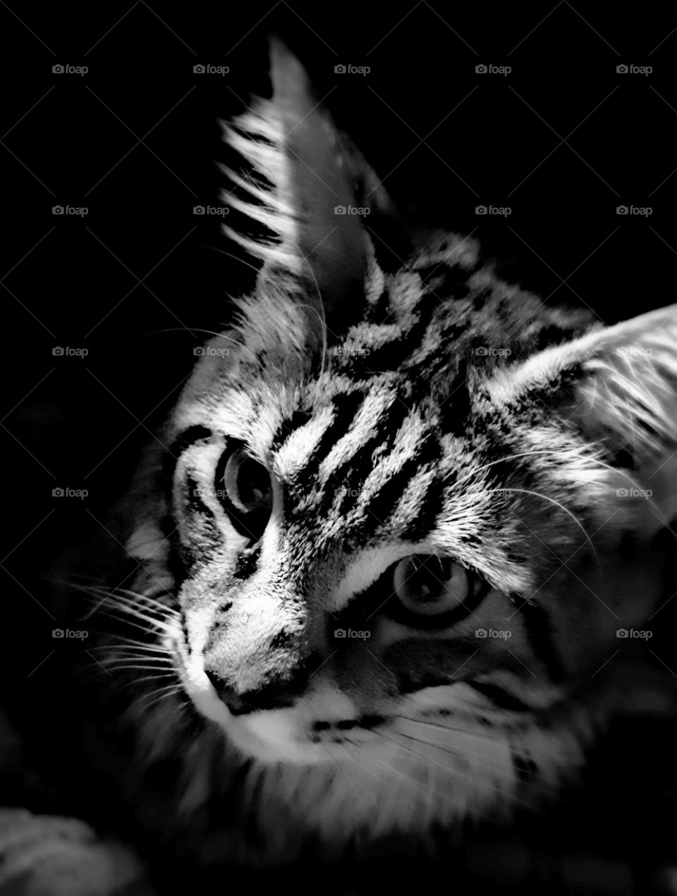 cat. black and white photo.
