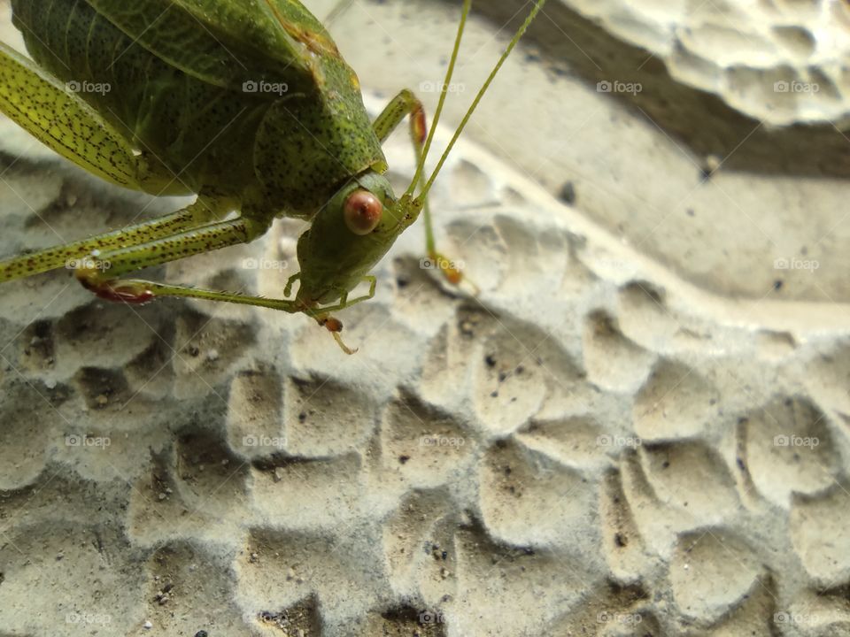 Grasshopper eating grass close up