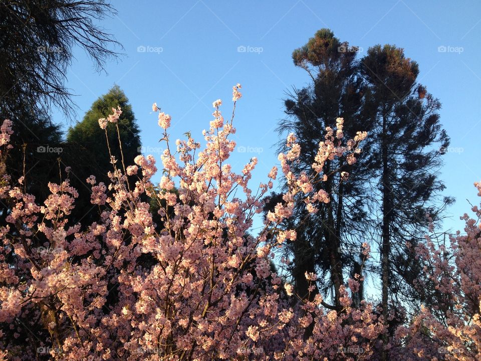 Cherry tree. Parque do Carmo Cherry Tree Festival