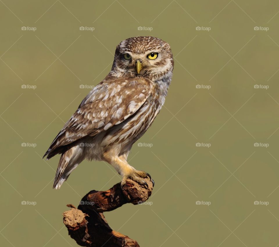 This is little owl,i toke this picture in shahrekord iran.