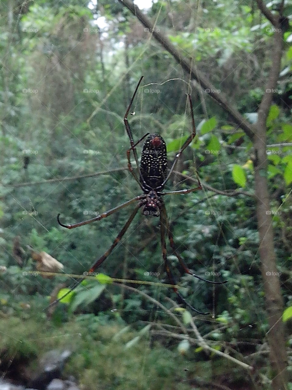 Salgado Filho - Brasil