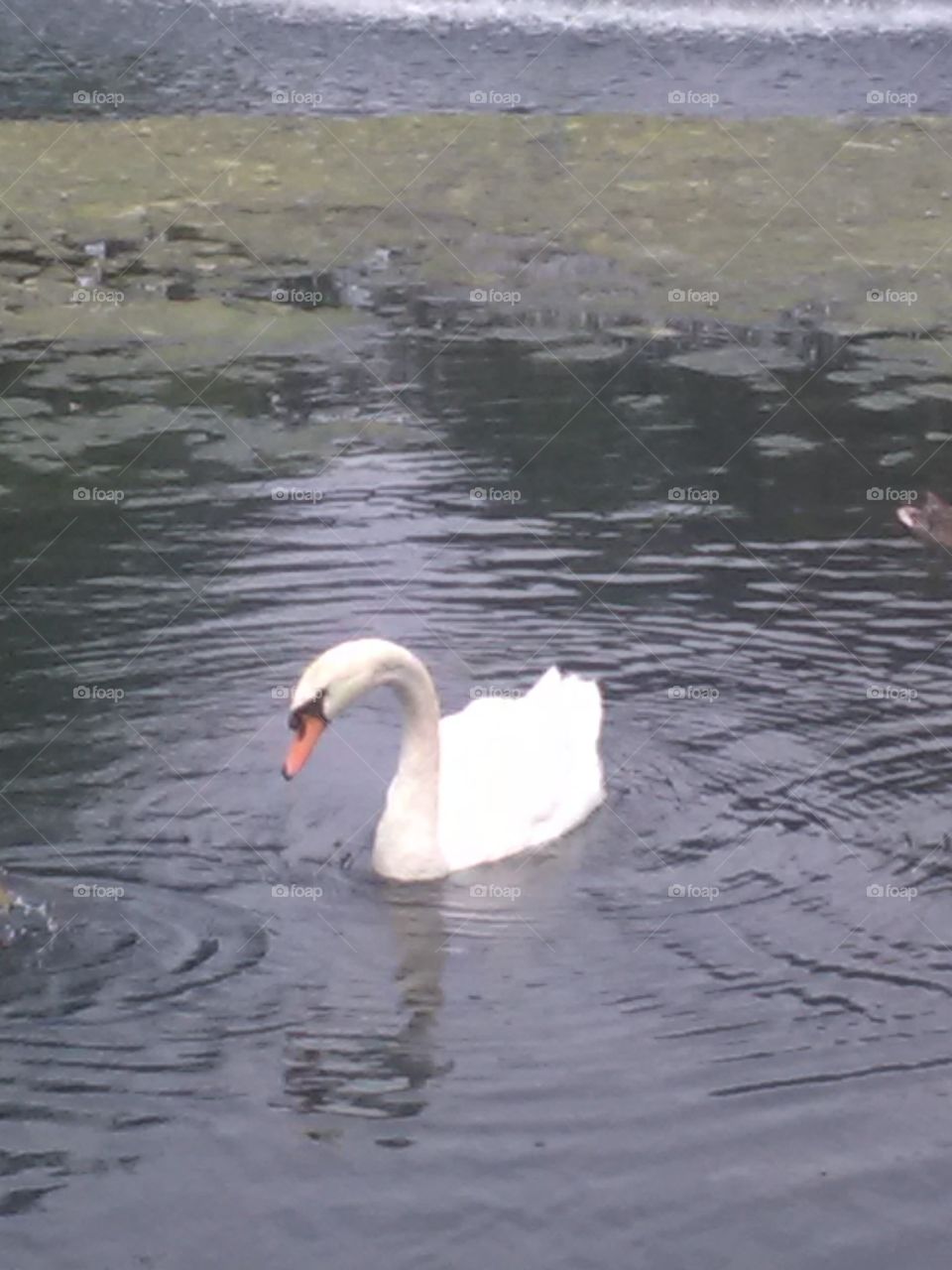 Water, Bird, Swan, Lake, Nature