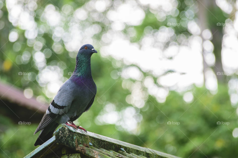 Close up Dove at the roof