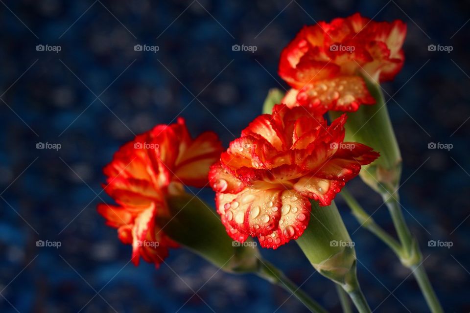 Red flowers