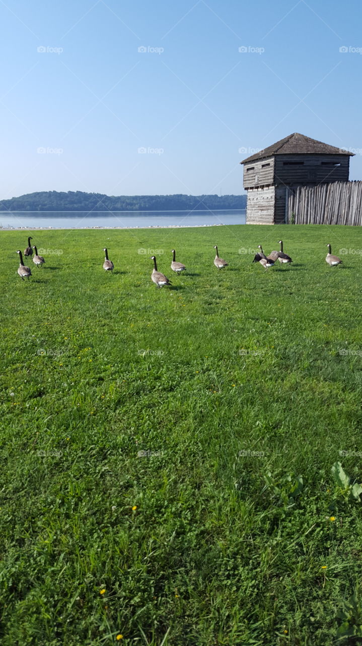 geese by old fort