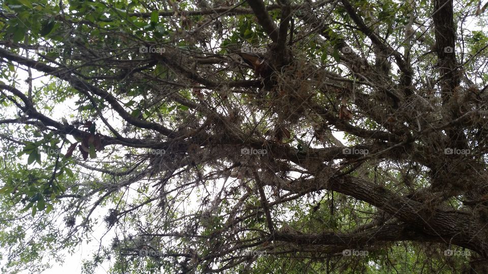 birds hidden in the tree