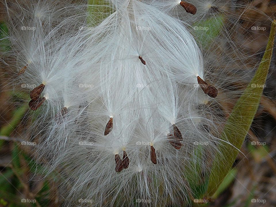 World in macro - Milkweed seeds after the pod burst open. Milkweed is a staple for butterflies. Great starter for a butterfly garden