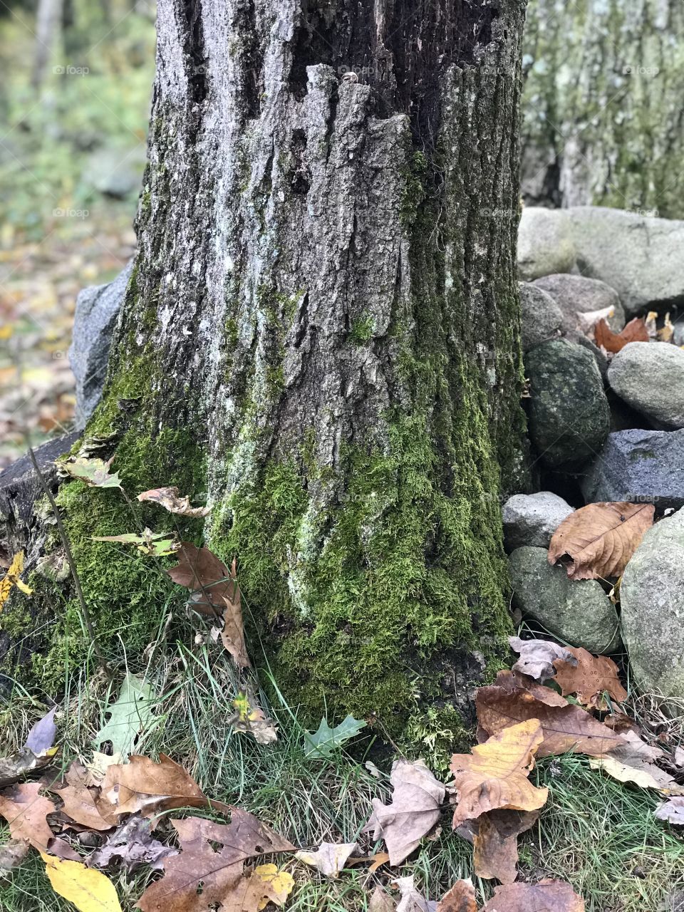 Moss covered oak tree