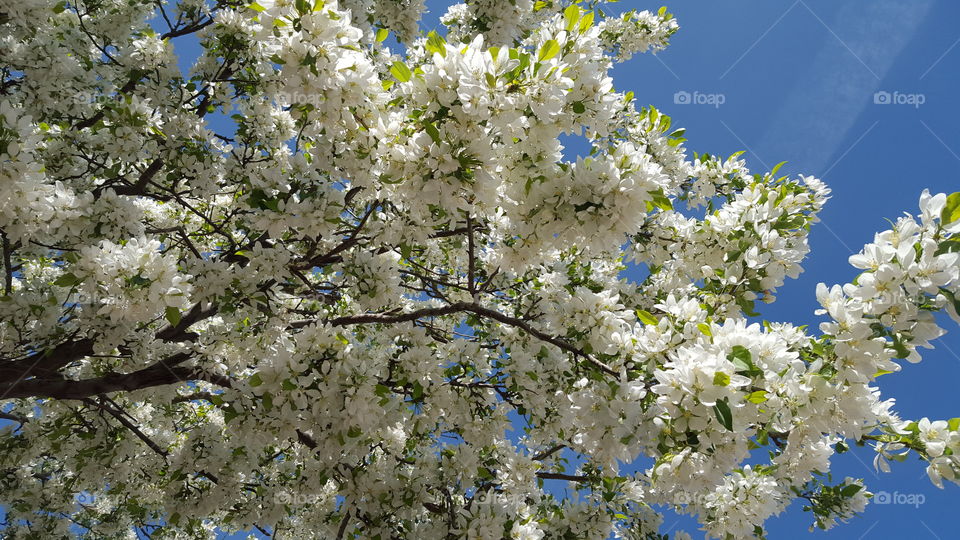 white blossom