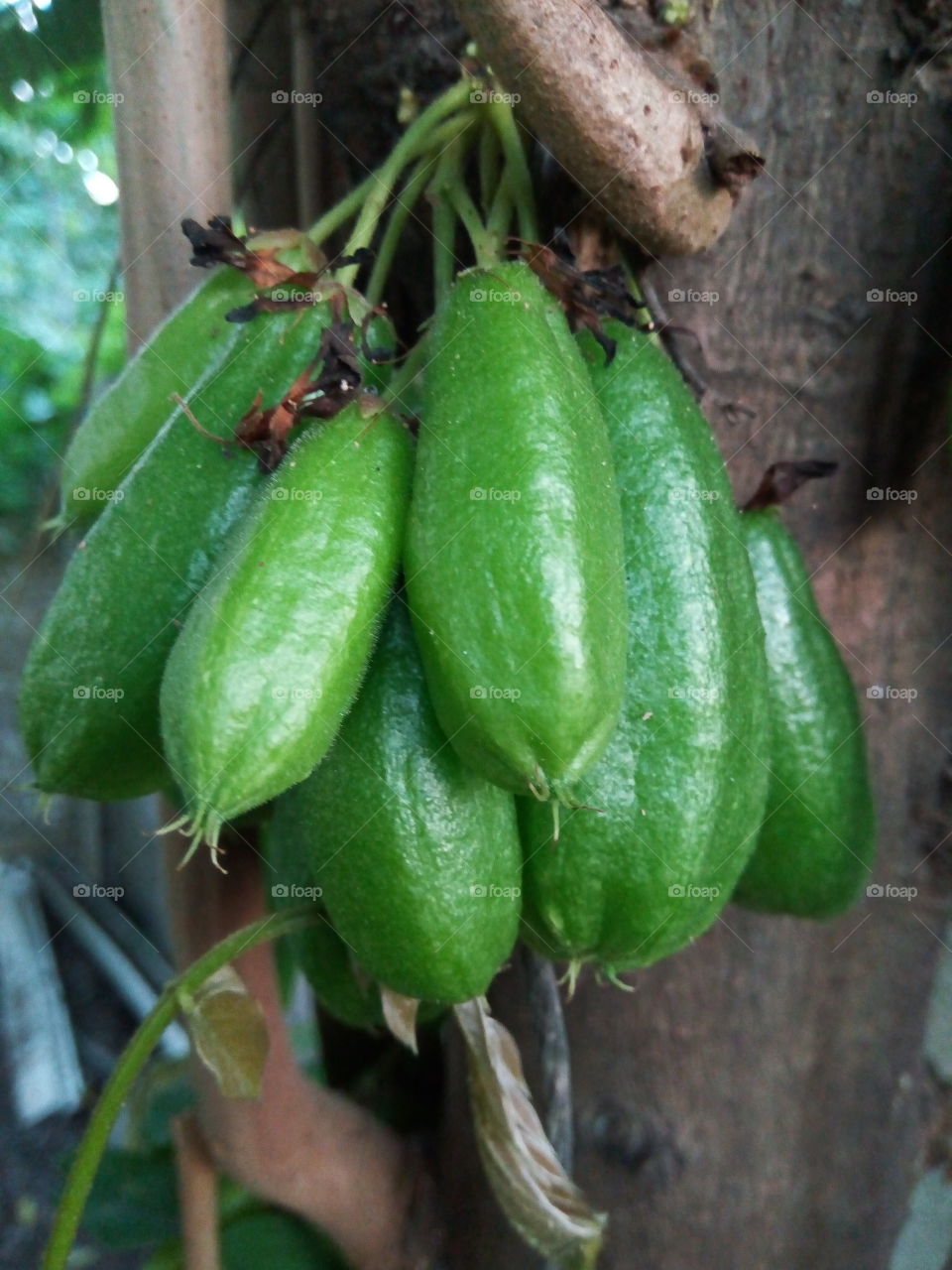 unripe sour fruit