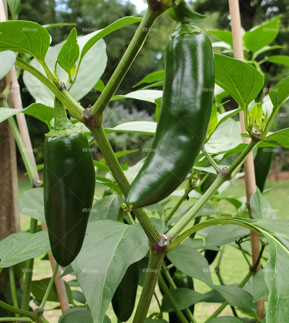 jalapenos