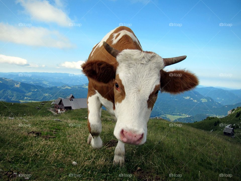 Cow on grassy field at hill