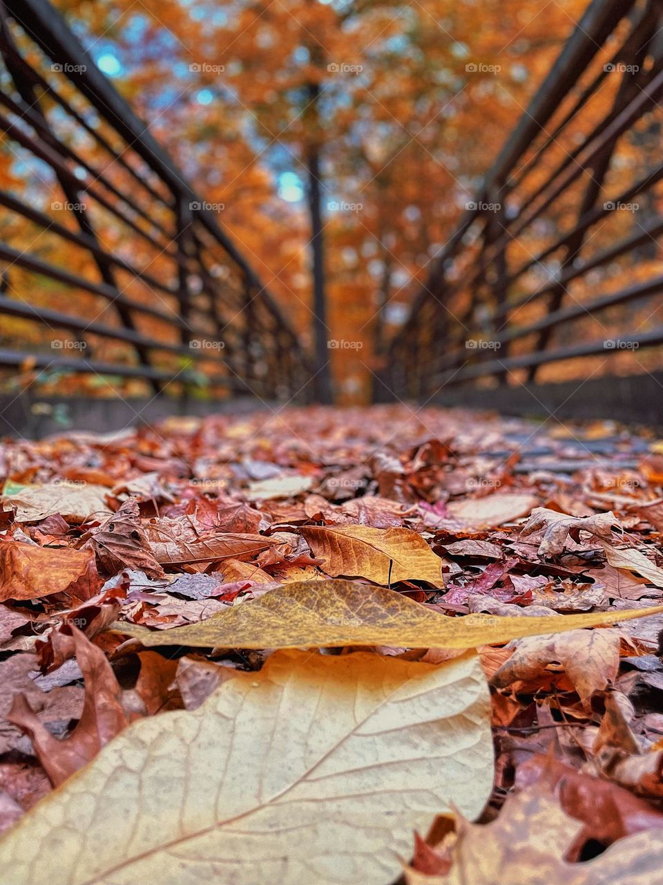 Fallen leaves from autumn trees cover a bridge, pathway to the forest, forest of trees, trees in the autumn, plants in the forest, leaves on the ground, plants in nature, falltime In Michigan, autumn in the MidWest 