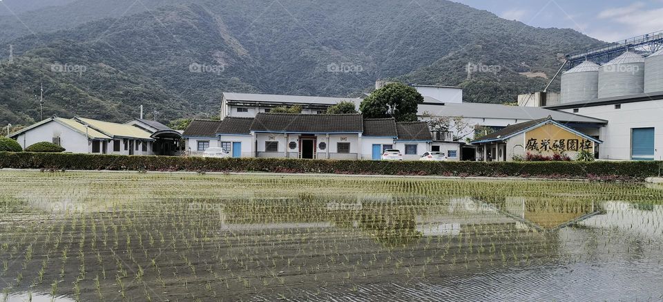 rice field in the mountains