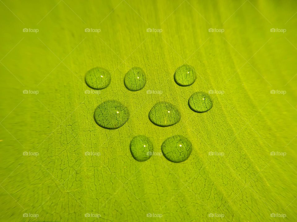Water droplets on a green leaf close up macro photography