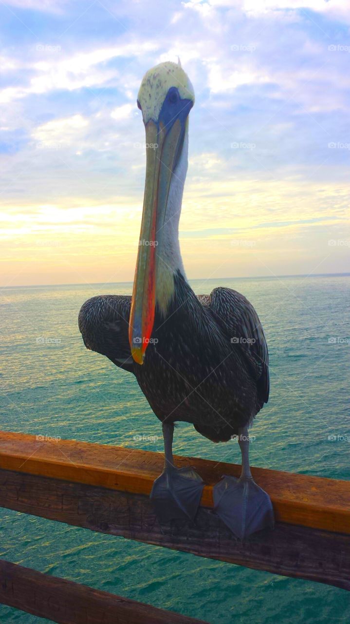 "CHARLIE THE PELICAN". Charlie is a local at the Oceanside pier