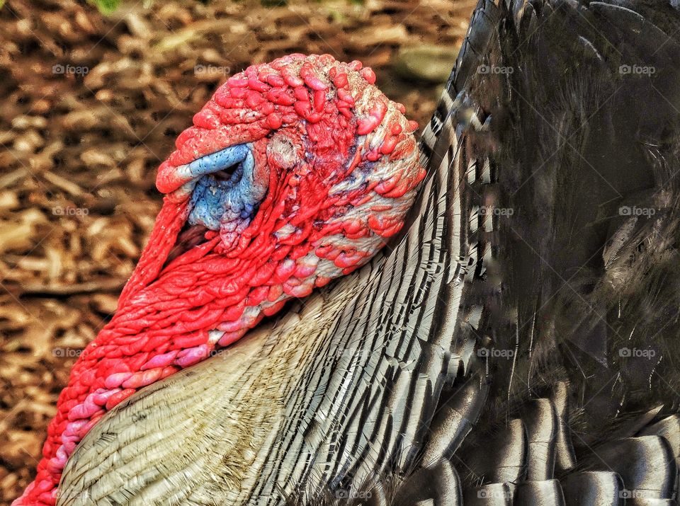 Male Wild Turkey
