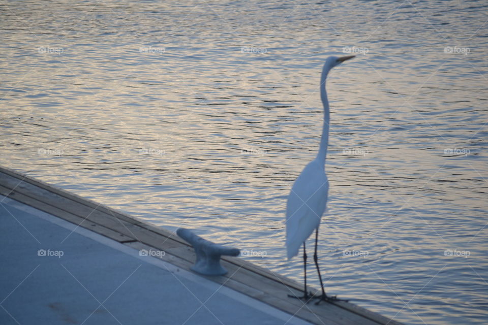 A white crane standing next to a river at dusk 