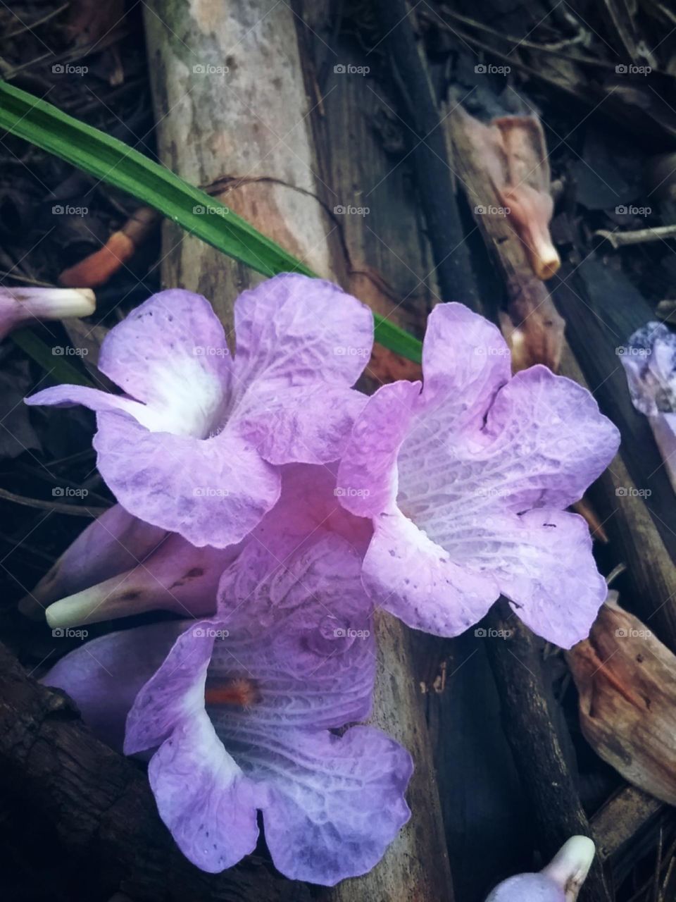 Conjunto de lilases flores amontoadas ao chao.
