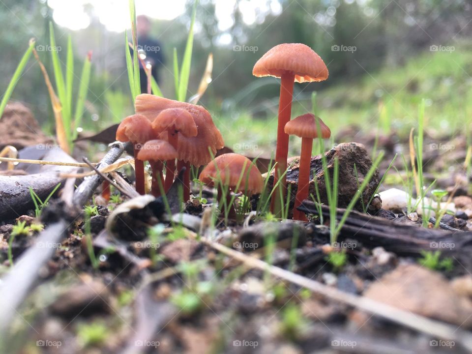 Rainy mushrooms