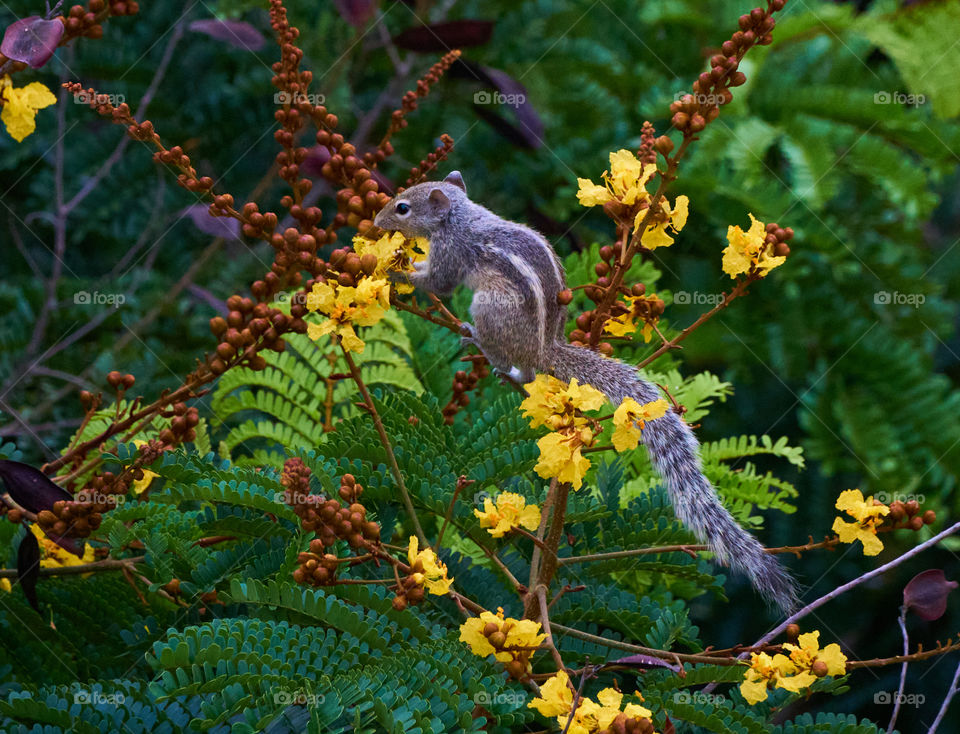 Animal photography - indian squirrel