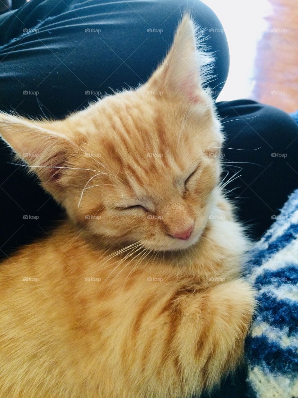 Adorable little orange tabby kitten all cuddled up in white and blue blanket with eyes closed. 