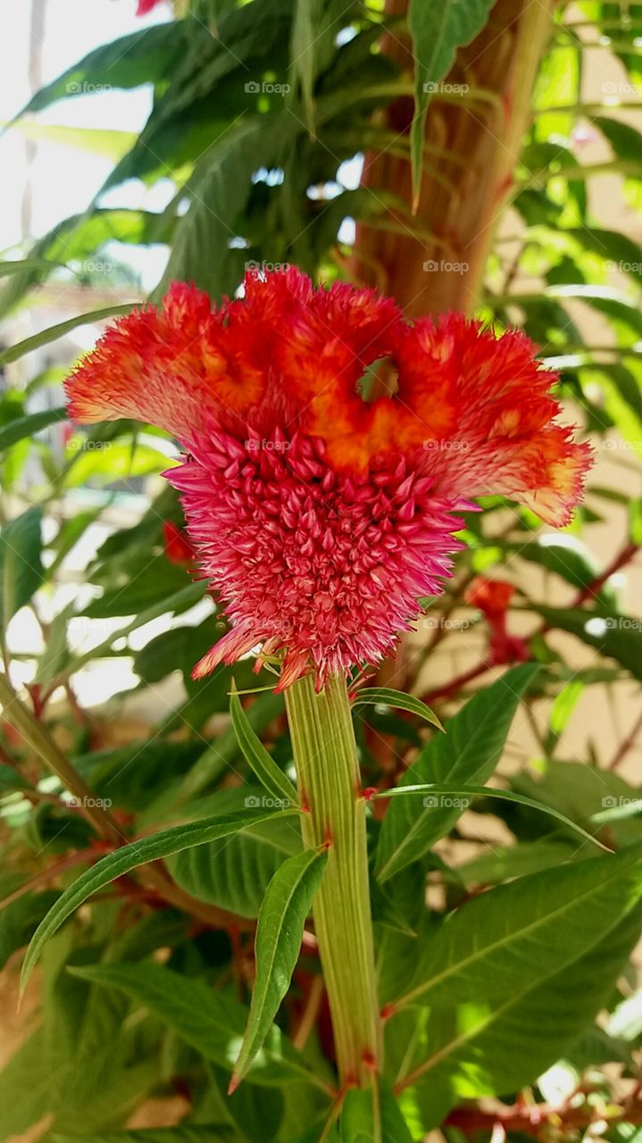 flower