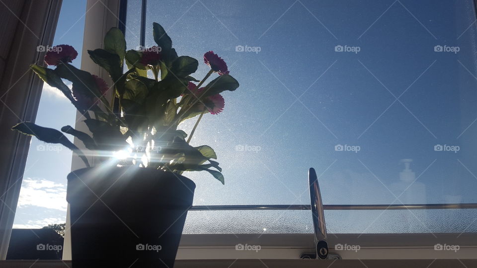 Plastic plant vs morning sun