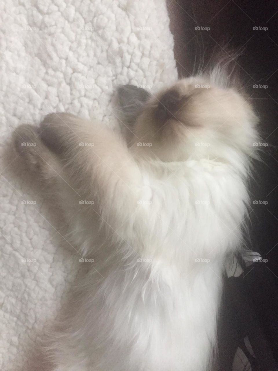 This Floyd the kitty ‘ after a very long play ‘ he just flopped down to sleep lol 