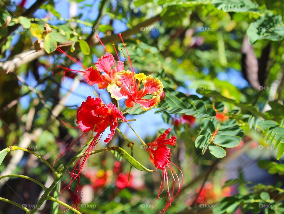 Poinciana or peacock flowers are beautiful plants that grow like a bush . It has a yellow-orange flower that looks like peacock