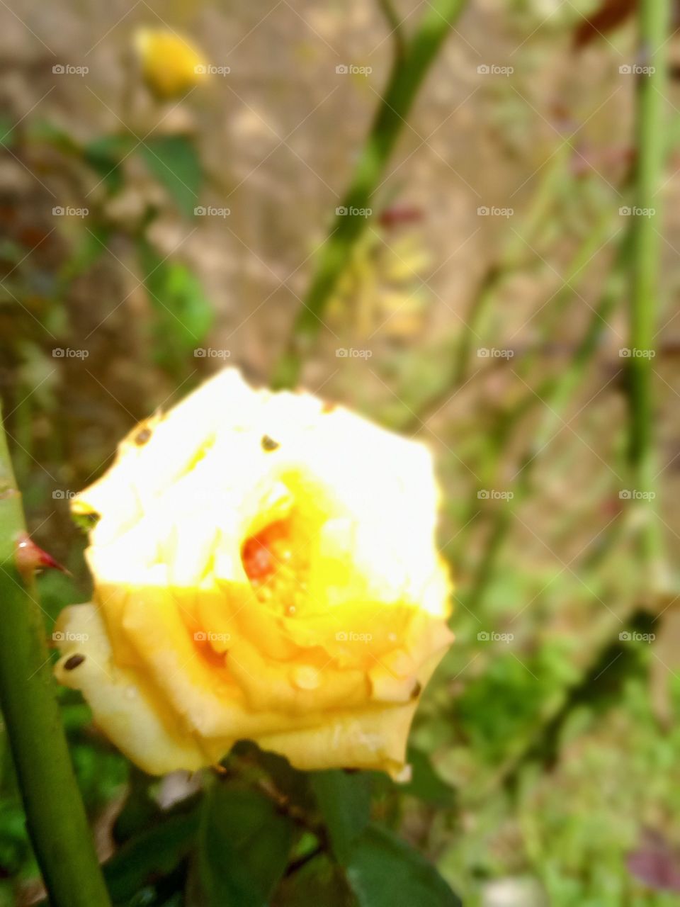 yellow rose