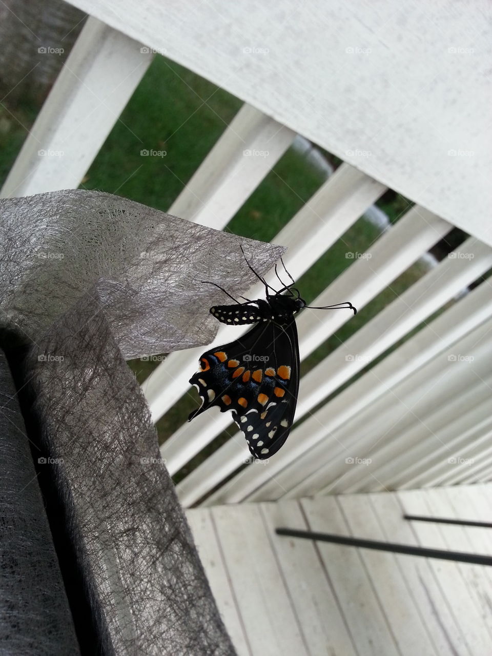 Black Swallowtail Butterfly