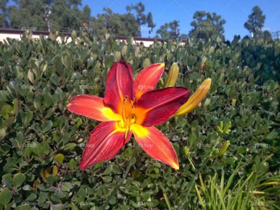 Colorful red flower.