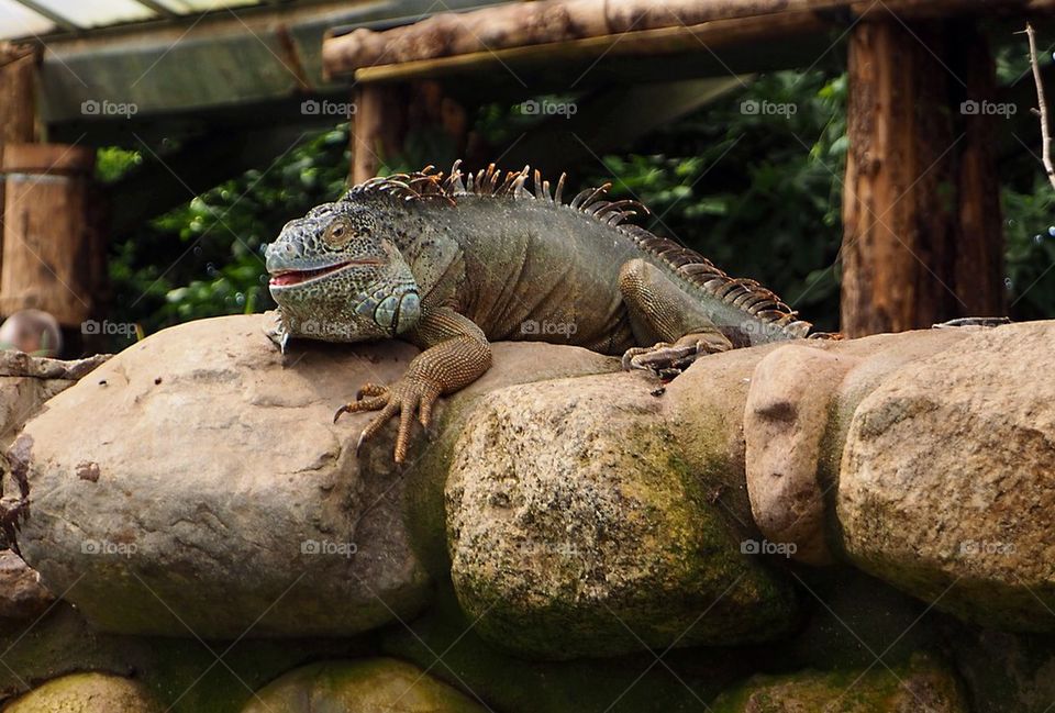 Iguana reptile