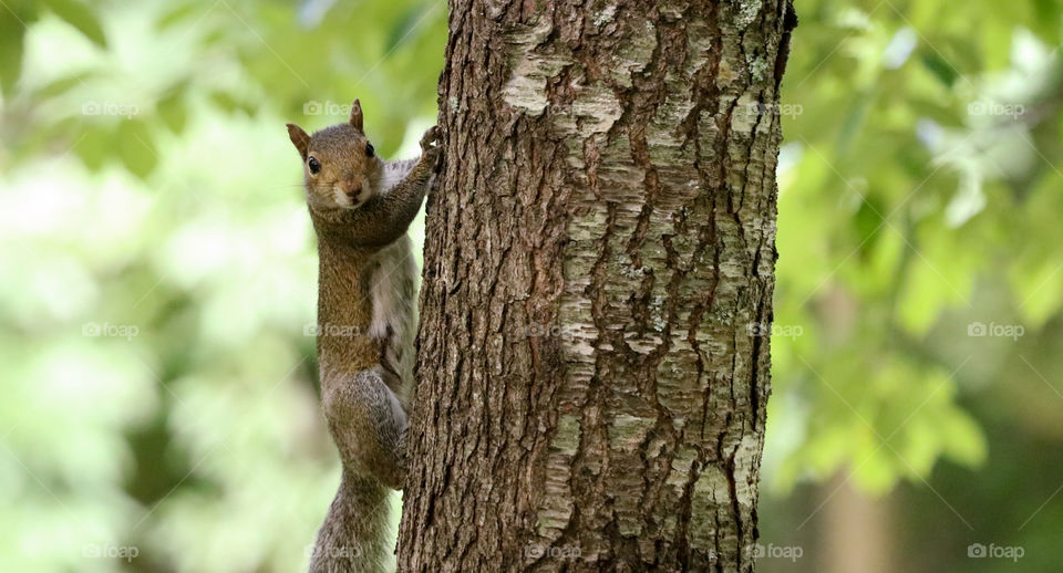 Squirrel posed on a tree