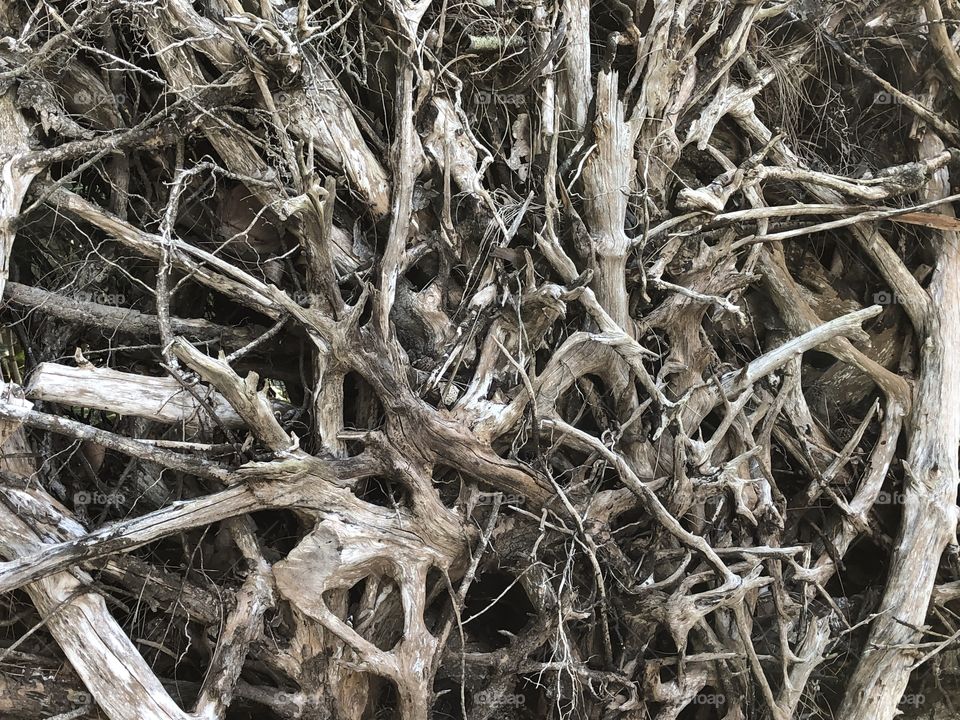 Tree Roots 