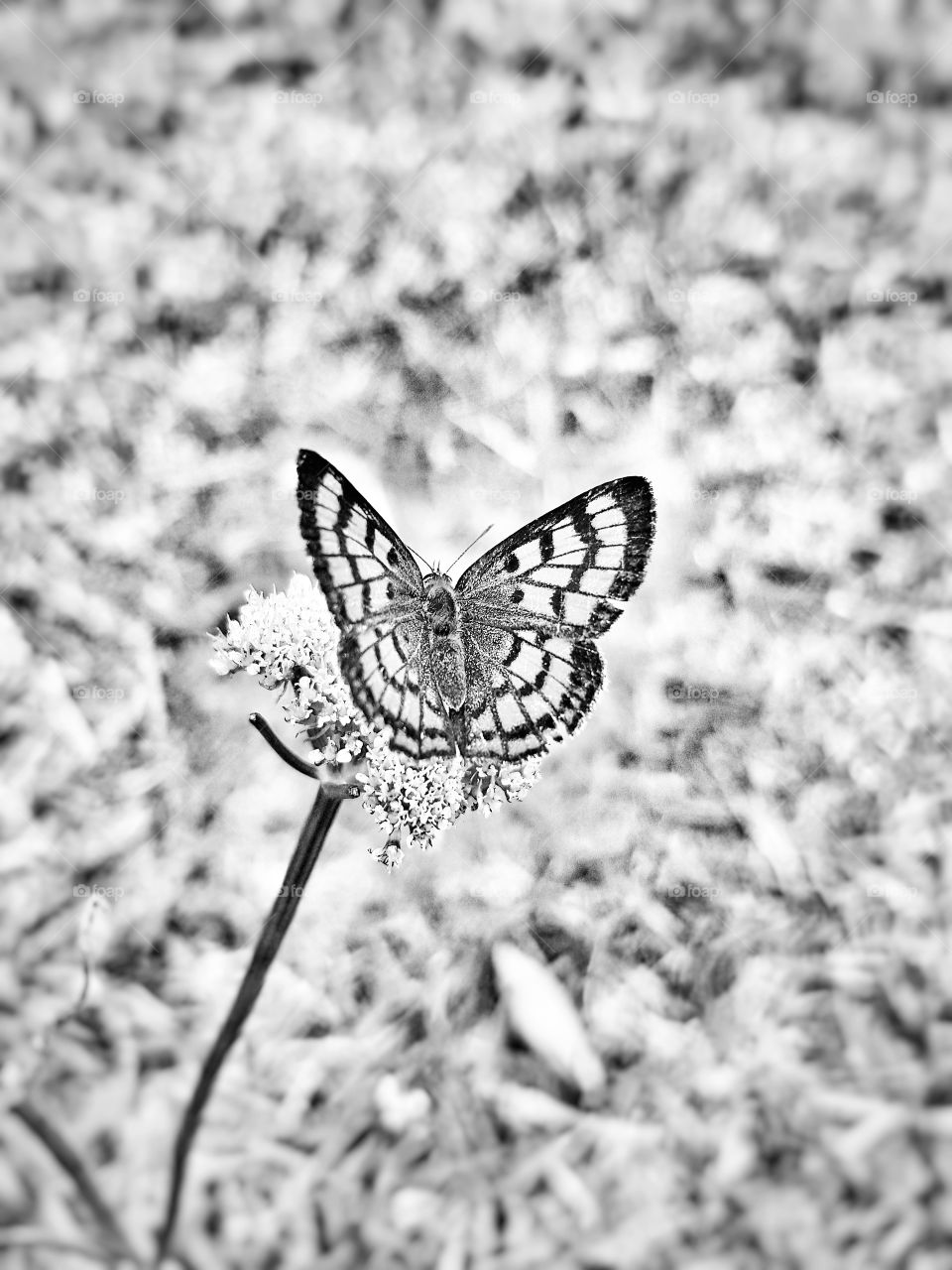 monochrome close up Butterfly Nature Insect