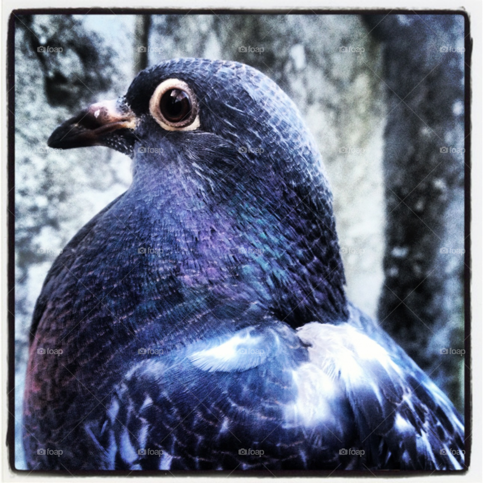bird pigeon by jespersn