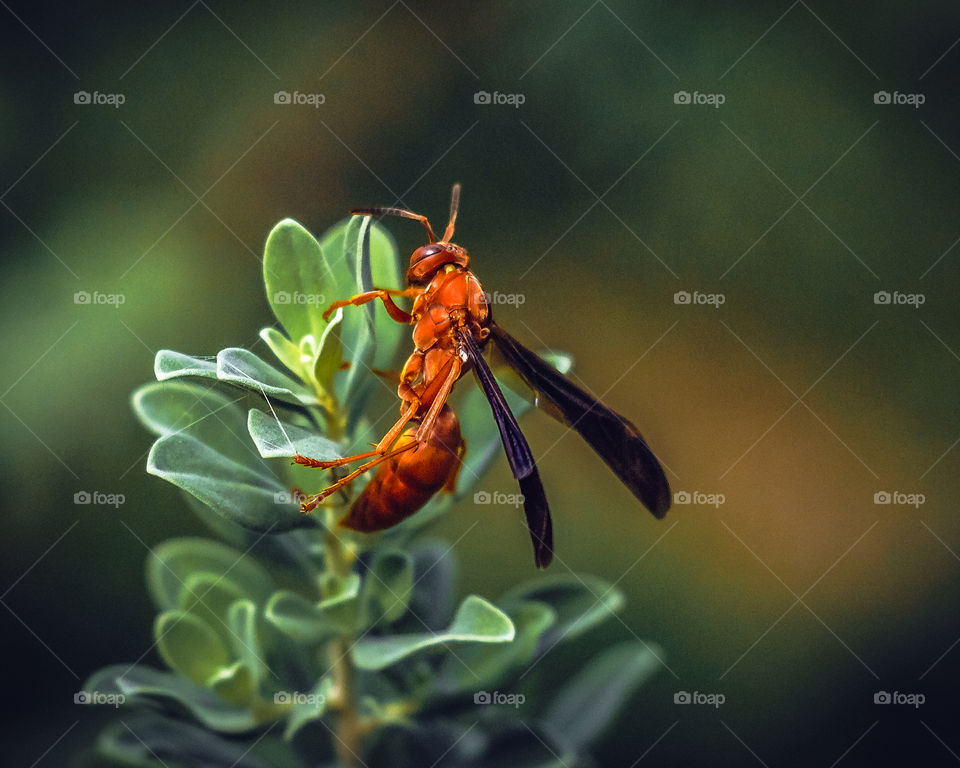 Wasp Closeup
