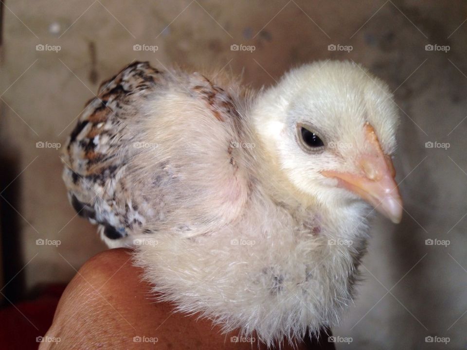 Chick