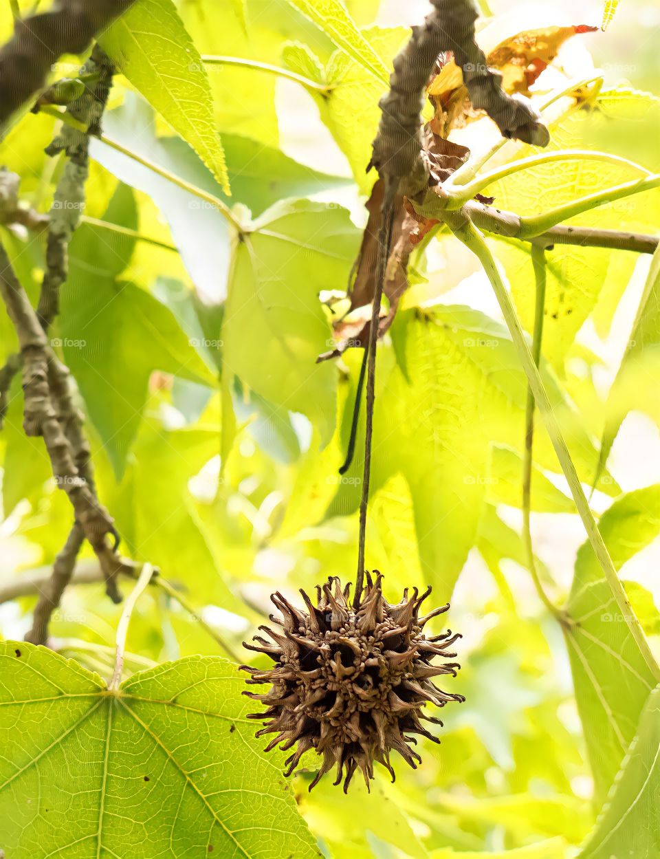 Sweet Gum Seed Pod.

Seed pod of American sweet gum tree, also called burr balls, gum balls, space bugs, monkey balls, bommyknockers and sticker balls.