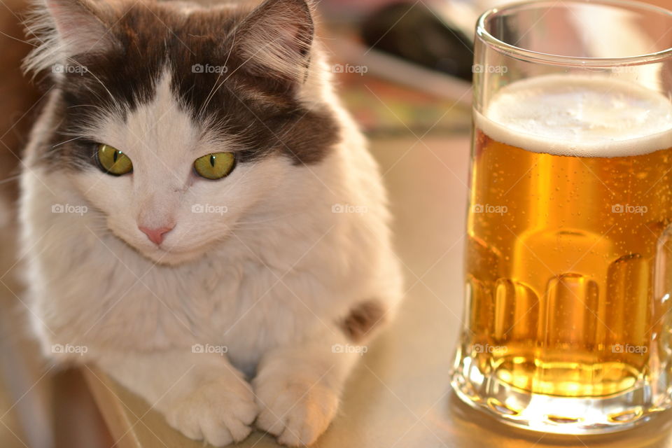cat with beer