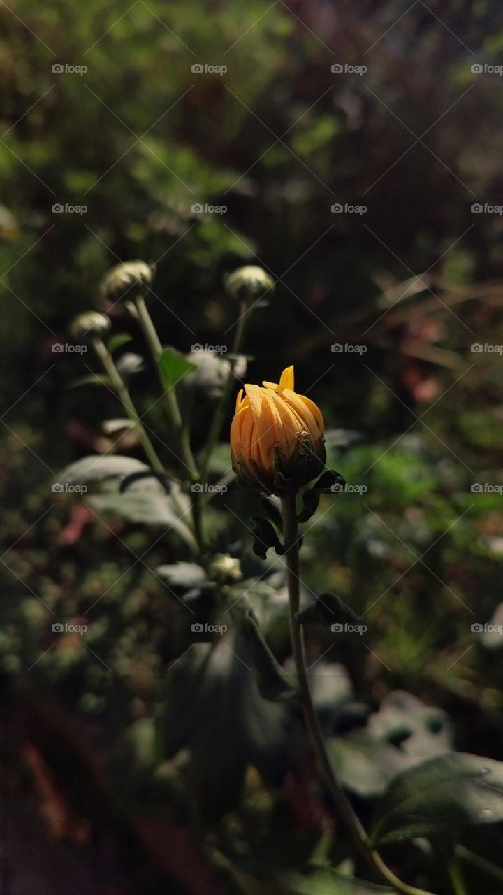 Macro photo of green grass growing in the garden