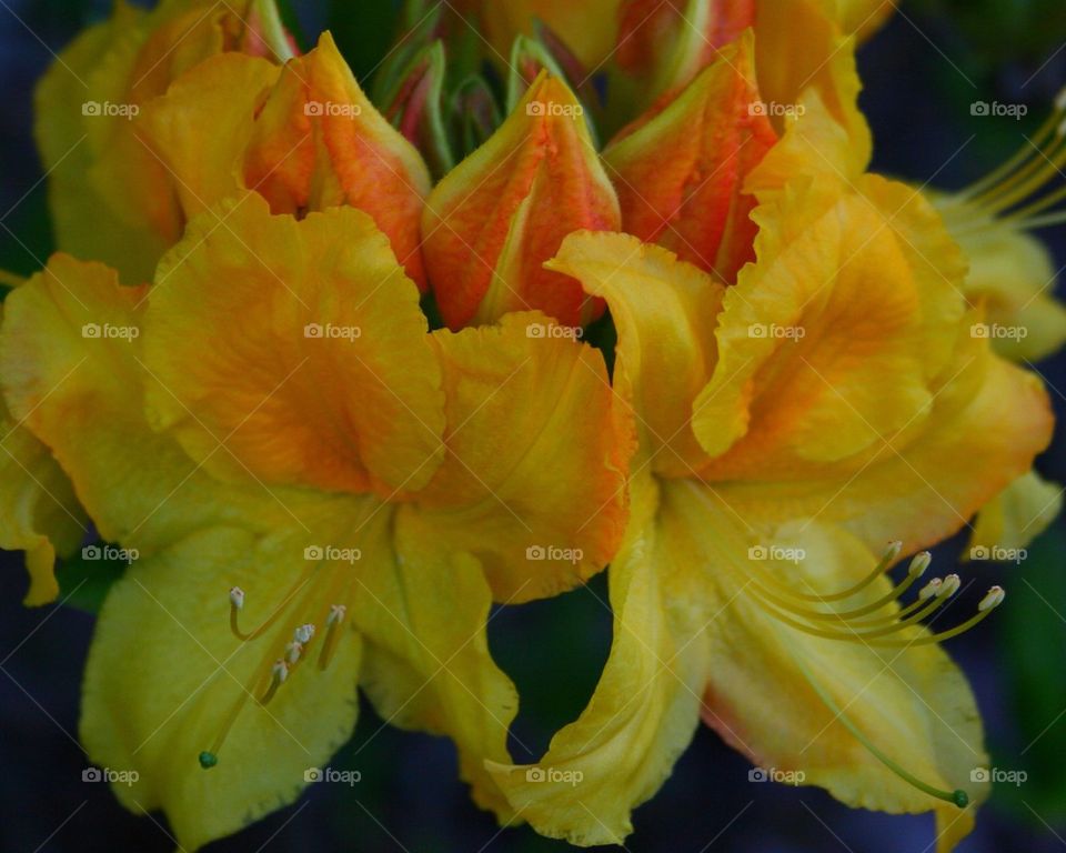 Yellow azalea 